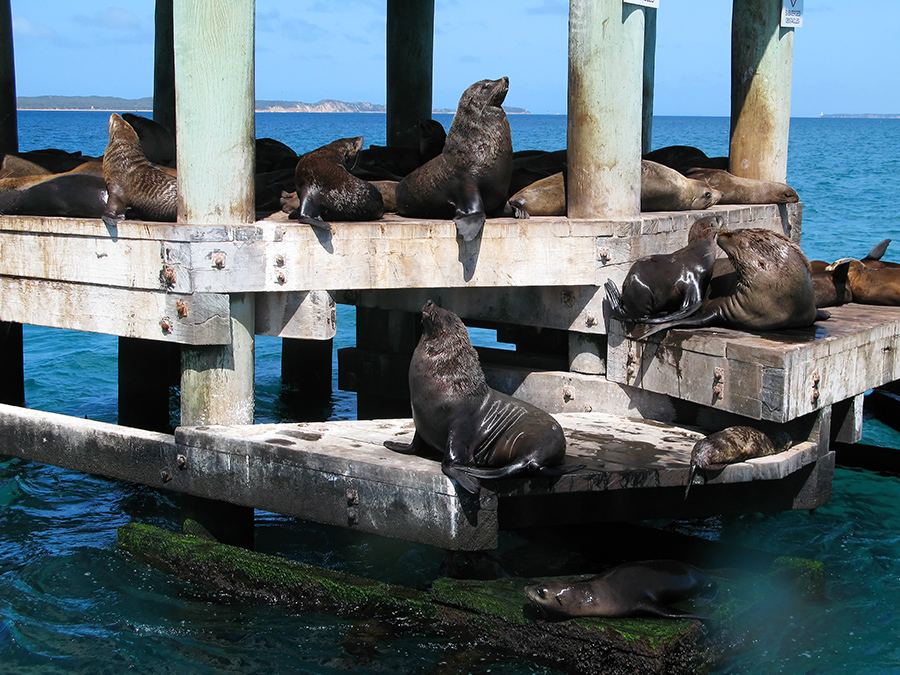 Seals