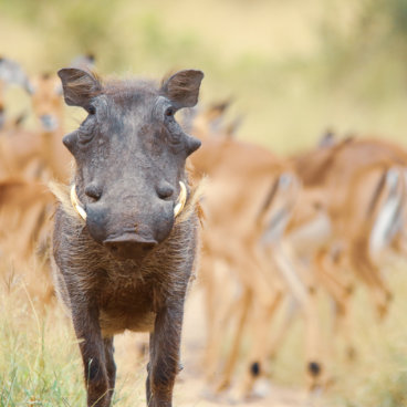 warthog