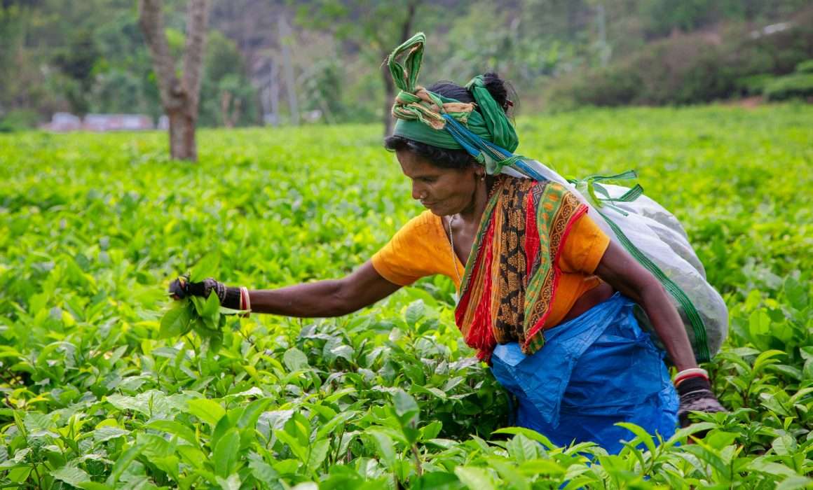 Tea pickers. Photo Rohit Dey