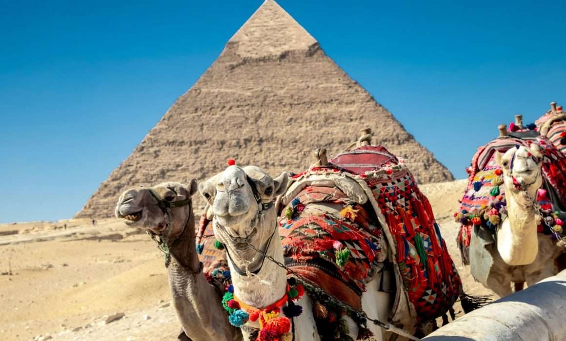 Camels at the Pyramids of Giza, Cairo, Egypt