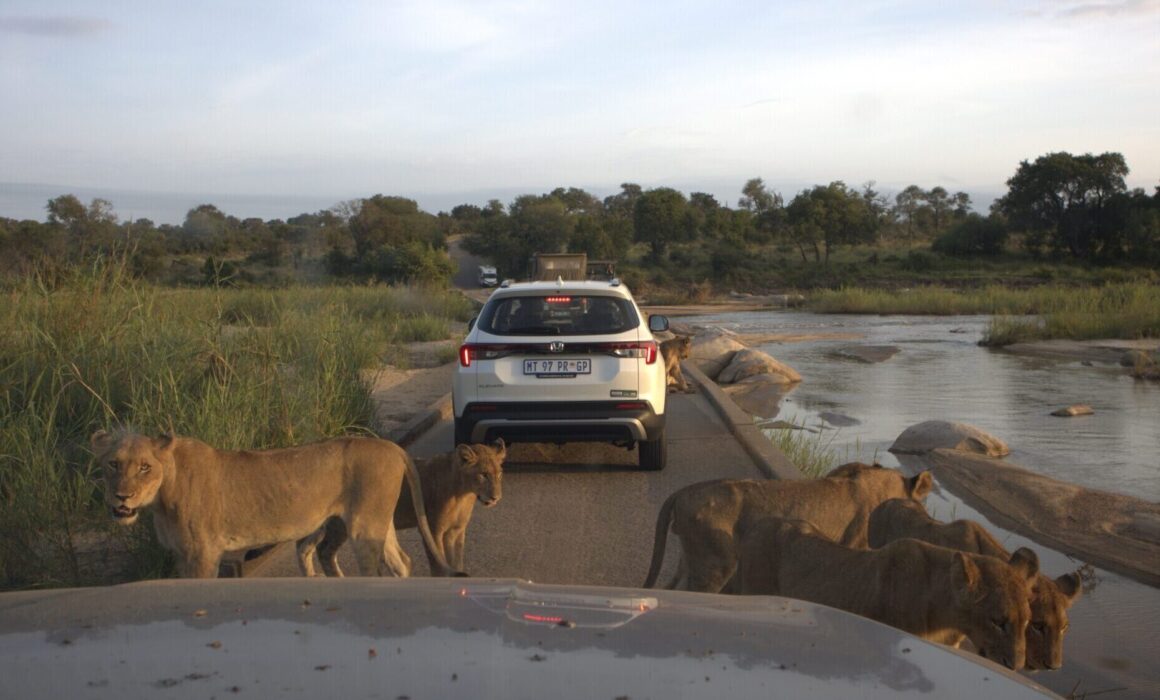 Lions on a road