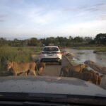 Lions on a road