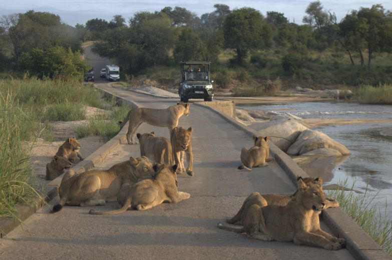 Lions