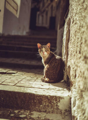 Cat in alleyway